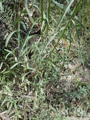 Erysimum capitatum capitatum