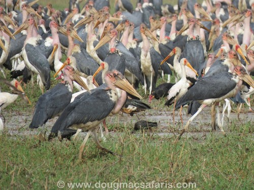 Marabou Stork