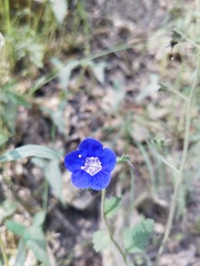 Phacelia viscida viscida