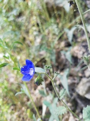 Phacelia viscida viscida