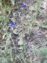 Phacelia viscida viscida