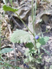 Phacelia viscida viscida
