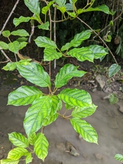 Actinidia callosa discolor