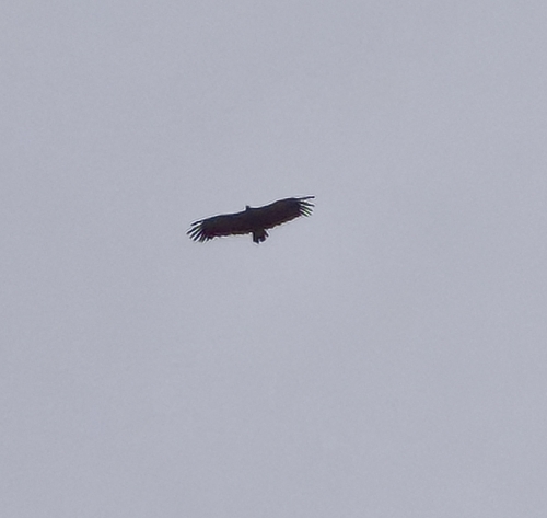 Cinereous Vulture