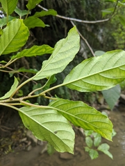 Actinidia callosa discolor