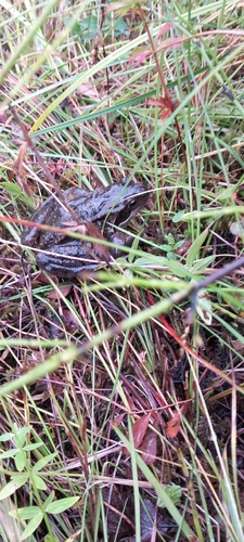 European Common Frog