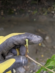 Actinidia callosa discolor