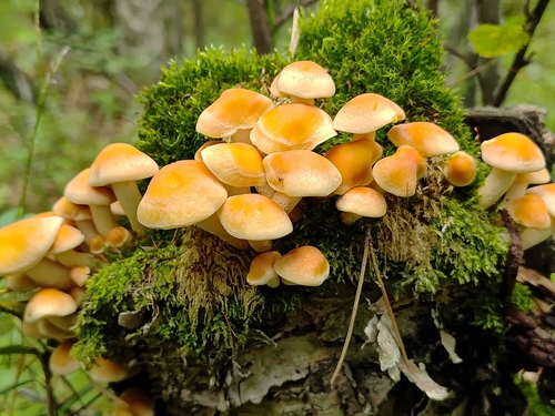 Sulphur Tuft