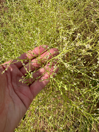 Dysphania atriplicifolia, photograph 5
