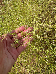 Dysphania atriplicifolia, photograph author not stated, no rights reserved