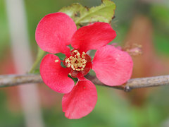 Chaenomeles