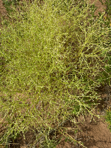 Dysphania atriplicifolia, photograph 6