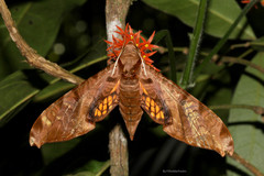 Protambulyx eurycles