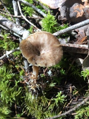 Rhizocybe rhizoides