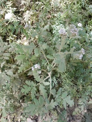 Phacelia cicutaria hispida
