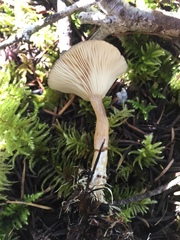 Rhizocybe rhizoides