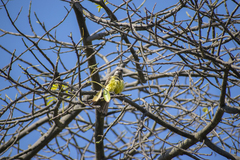 Tyrannus melancholicus