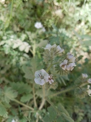 Phacelia cicutaria hispida
