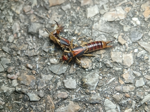 Shore Earwig