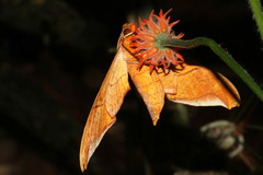 Protambulyx eurycles