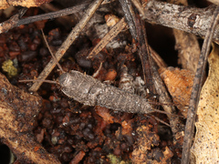 Allacrotelsa spinulata