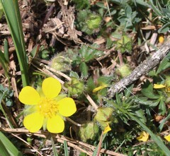 Potentilla verna