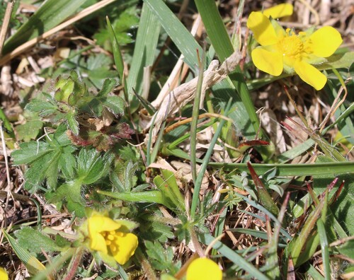 Potentilla verna, photograph 1