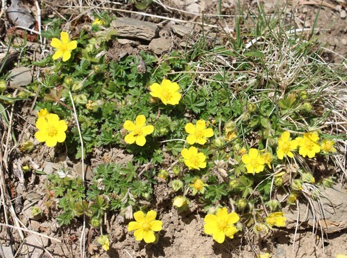 Potentilla verna, photograph 2