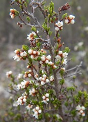 Cryptandra tomentosa