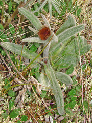 Tephroseris lindstroemii