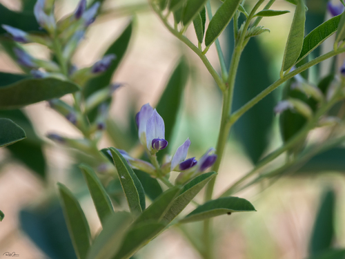 cultivated licorice