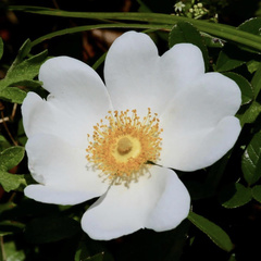 Rosa bracteata