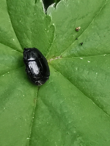 Margarinotus merdarius