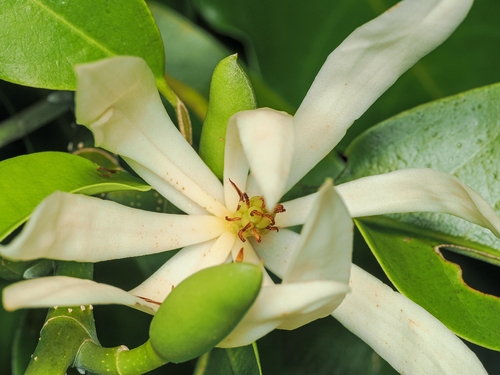Magnolia alba observed 2026-08-15