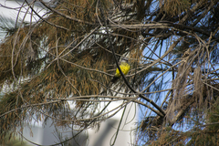 Tyrannus melancholicus