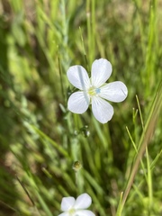 Linum perenne