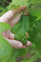 Neuroterus quercusirregularis