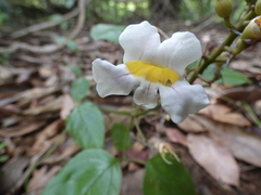 Bignonia potosina