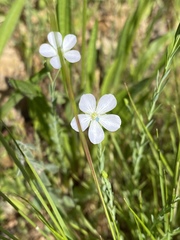 Linum perenne