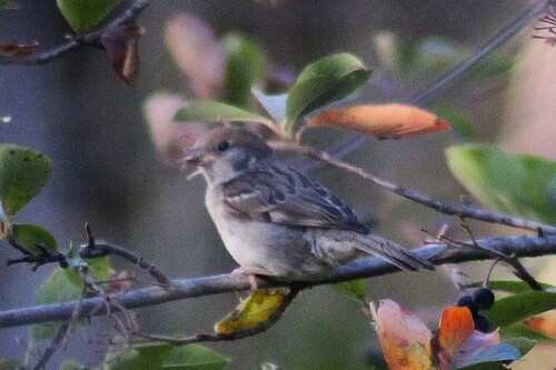 Eurasian Tree Sparrow