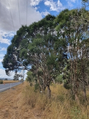 Melaleuca irbyana