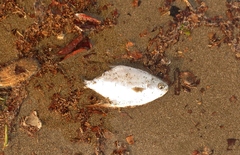 Trachinotus rhodopus