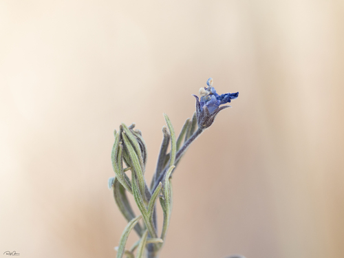 Teucrium parviflorum