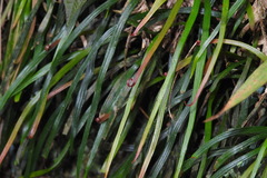 Haplopteris anguste-elongata