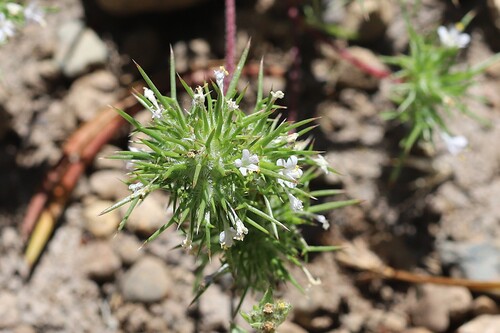 Navarretia intertexta, photograph 2