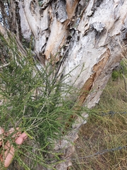 Melaleuca irbyana