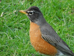Turdus migratorius