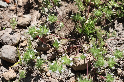Navarretia intertexta, photograph 3