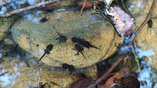 European Toad