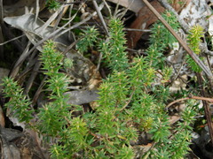 Acrotriche serrulata